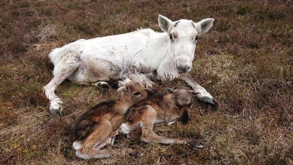 Chuyện hiếm: Tuần lộc sinh đôi còn sống ở Cairngorms - 1 Chuyện hiếm: Tuần lộc sinh đôi còn sống ở Cairngorms - 1