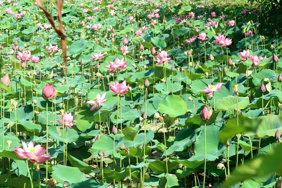 Xua cái nắng hè oi ả ở cánh đồng sen tuyệt đẹp của Quảng Nam - 6 Dù là đến buổi nào trong ngày bạn cũng sẽ có được những khoảnh khắc tuyệt vời tại đây, ngắm cánh đồng sen hồng rực và lắng nghe tiếng ve kêu râm rang báo hiệu hè đã đến…