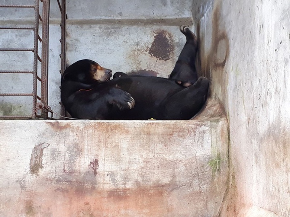 Đà Lạt: Khu du lịch thác Prenn Đà Lạt bị tố ngược đãi động vật - 2 Một con gấu cho bị hỏng một mắt được nuôi nhốt trong chuồng chật hẹp