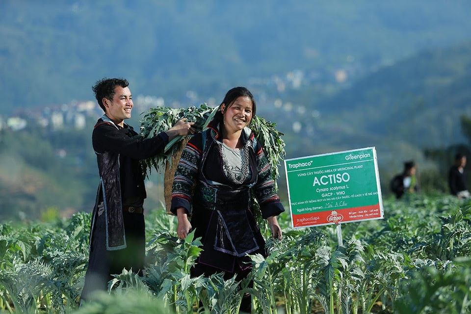 Bảo vệ sức khỏe lá gan từ dược liệu của người H’Mông - 1 Nhiều hộ dân tại Sa Pa đã trồng Actiso đạt chuẩn GACP của WHO.