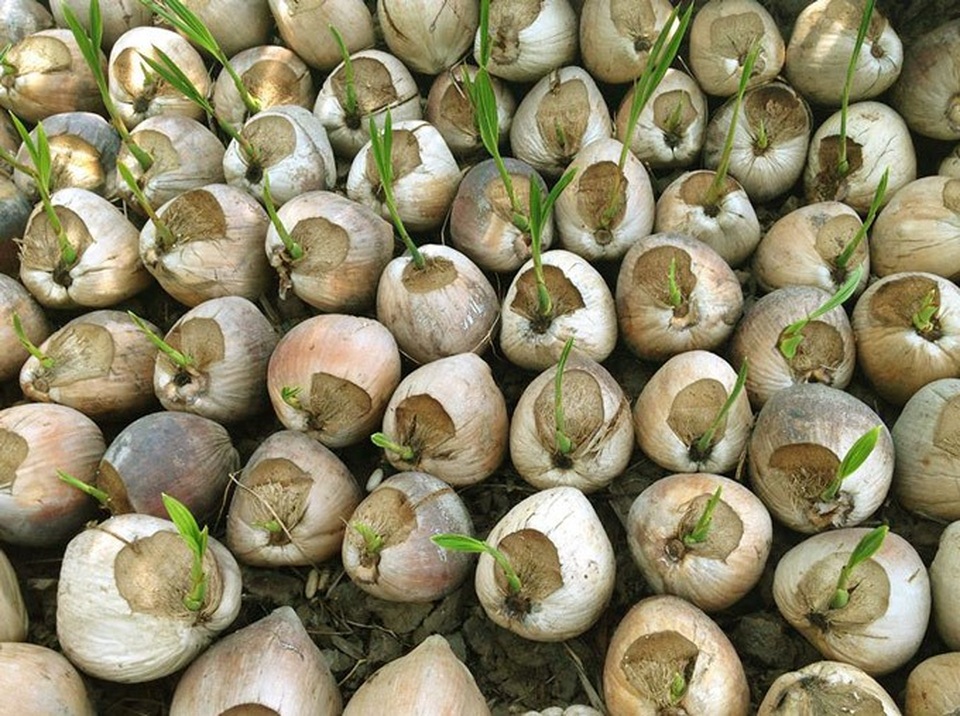 Trên bờ trồng dừa, dưới vuông nuôi cua kềnh, mà xây được "biệt phủ" - 4 Trên bờ trồng dừa, dưới vuông nuôi cua kềnh, mà xây được "biệt phủ" - 4