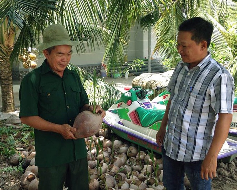 Trên bờ trồng dừa, dưới vuông nuôi cua kềnh, mà xây được "biệt phủ" - 5 Ông Thắng còn có thêm thu nhập từ việc bán dừa giống. (Ảnh: NQ).
