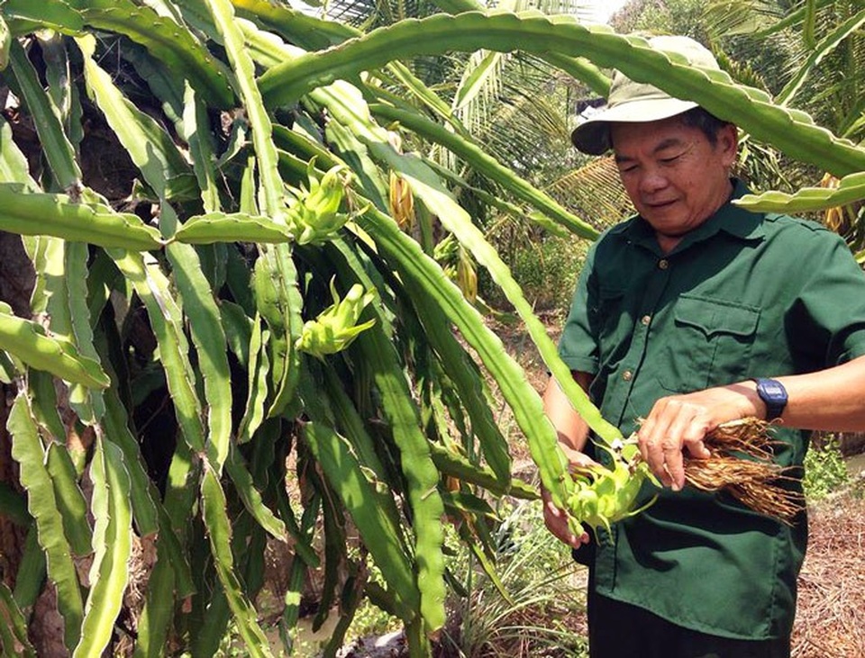 Trên bờ trồng dừa, dưới vuông nuôi cua kềnh, mà xây được "biệt phủ" - 1 Ông Thắng chăm sóc cây thanh long. (Ảnh: NQ).