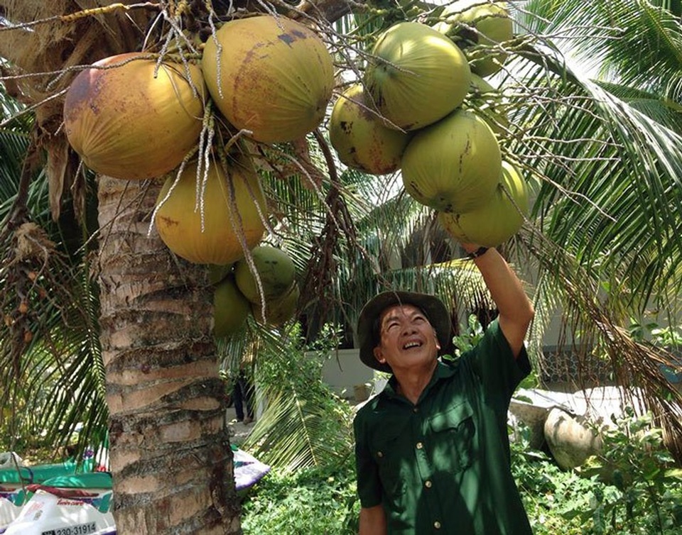 Trên bờ trồng dừa, dưới vuông nuôi cua kềnh, mà xây được "biệt phủ" - 2 100 gốc dừa xiêm mang về thu nhập 100 triệu đồng/năm cho ông Thắng. (Ảnh: NQ).