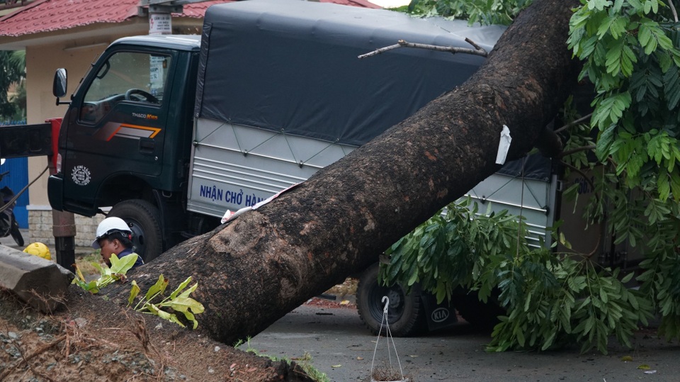 Mưa lớn, đại thụ bật gốc đè xe tải, kéo đổ nhiều trụ điện - 2 Thân cây xà cừ có đường kính hơn 1 mét