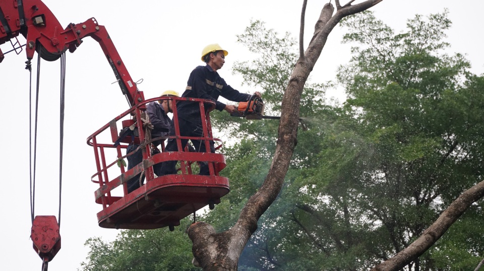 Mưa lớn, đại thụ bật gốc đè xe tải, kéo đổ nhiều trụ điện - 3 Nhân viên cây xanh khắc phục sự cố