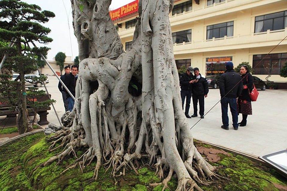 Sửng sốt trước vẻ đẹp hiếm có của cây sanh "ngai vàng" - 4
Nhiều rễ phủ xuống cắm xuống đất tạo thành nhiều hang hốc