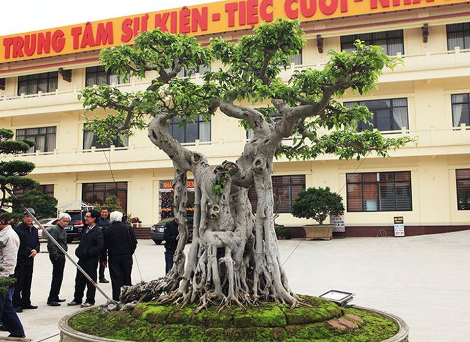 Sửng sốt trước vẻ đẹp hiếm có của cây sanh "ngai vàng" - 1
Cây “ngai vàng” có chiều cao hơn 2 mét, một thân chính đường kính chừng 40 phân