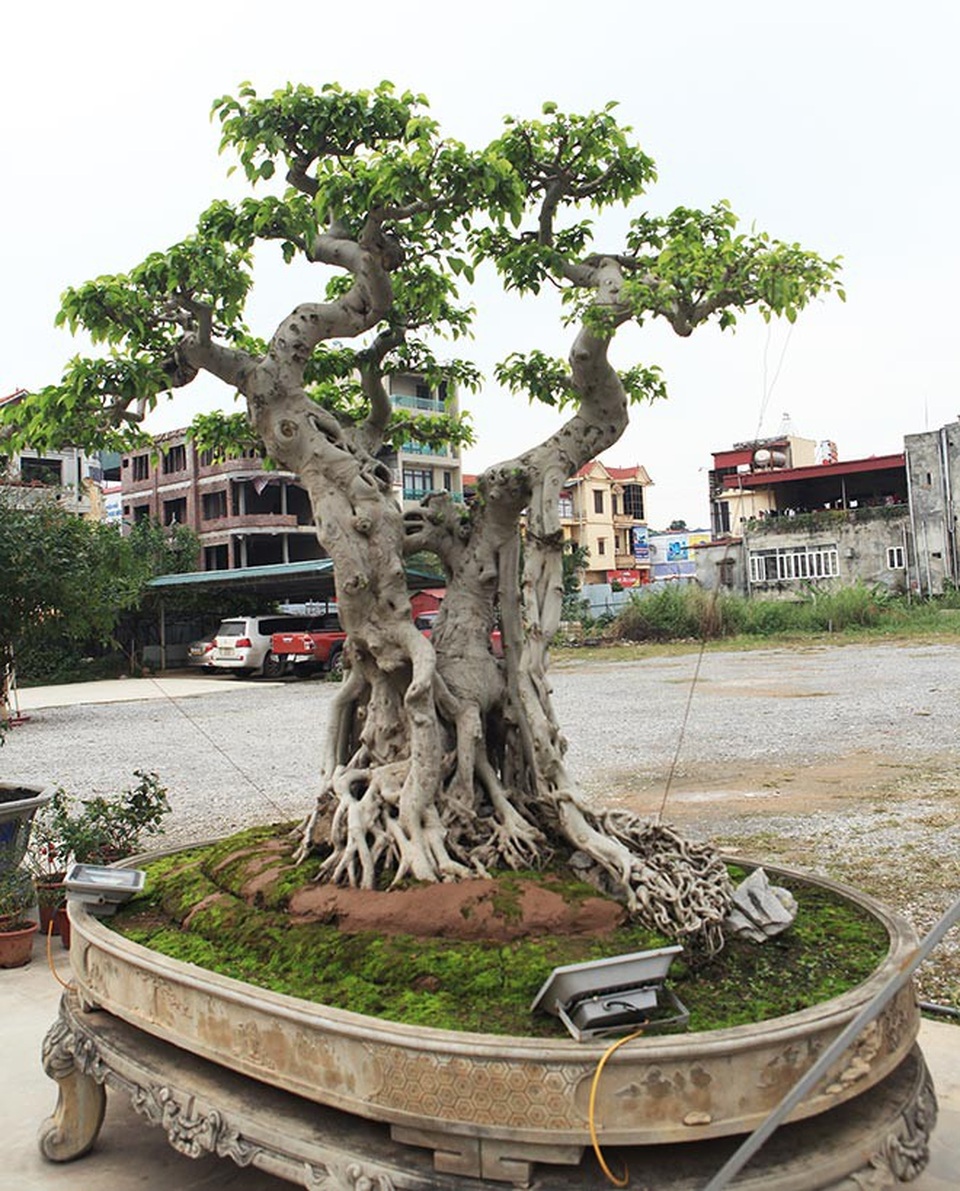 Sửng sốt trước vẻ đẹp hiếm có của cây sanh "ngai vàng" - 7
Ông Nam còn bố trí hai chiếc đèn công suất cao hắt từ gốc lên để du khách có thể ngắm cây vào ban đêm