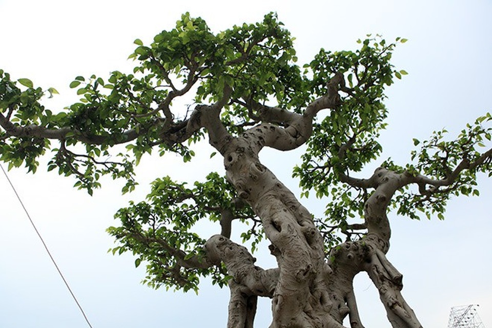 Sửng sốt trước vẻ đẹp hiếm có của cây sanh "ngai vàng" - 3
Phần ngọn chõe ra làm ba thân độc lập, tay cành lắc giật khá nghệ thuật