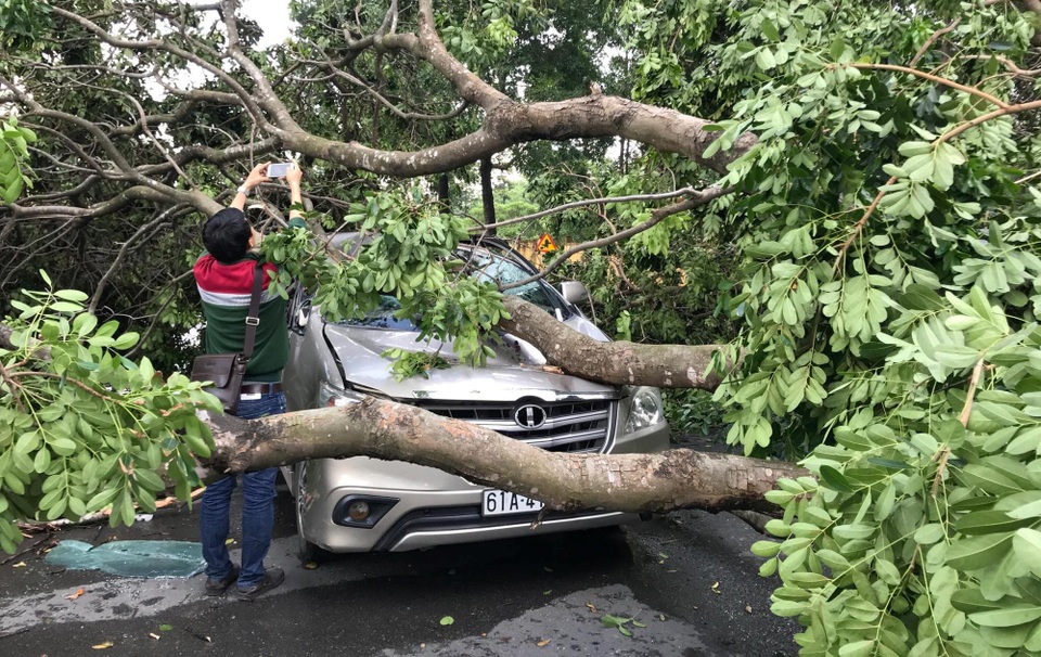 Hiện trường kinh hoàng ôtô bị cây xanh đè bẹp, tài xế mắc kẹt sau tay lái - 3 Hiện trường kinh hoàng ôtô bị cây xanh đè bẹp, tài xế mắc kẹt sau tay lái - 3