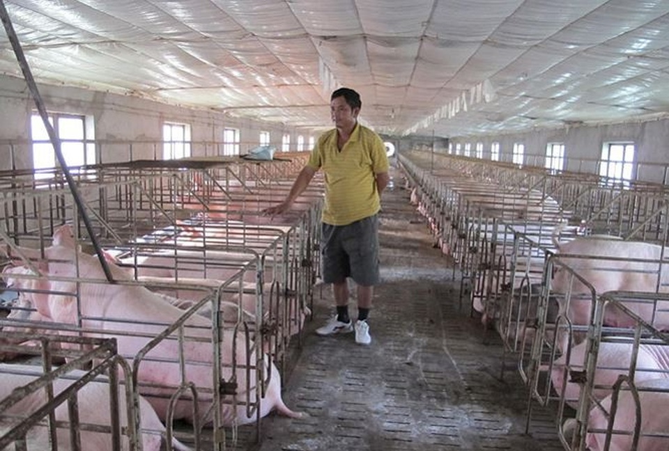 Giá lợn tăng bất thường: Nguy cơ lợn Trung Quốc tràn vào Việt Nam - 1
Cục Chăn nuôi khuyến cáo, dù giá lợn hơi đang lên song người dân cũng nên tính toán, tránh vào đàn ồ ạt.
