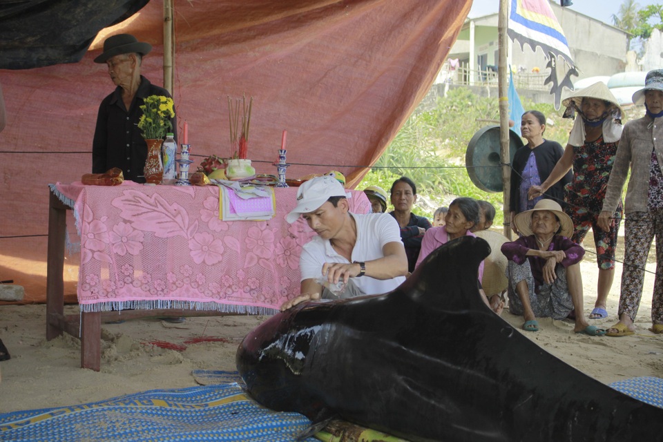 Cá voi liên tiếp dạt vào bờ biển huyện Bình Sơn - 2 Chỉ trong 5 ngày đã có 2 con cá voi dạt vào bờ biển huyện Bình Sơn, tỉnh Quảng Ngãi