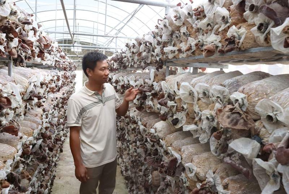 Tạm cất bằng cử nhân, chàng trai xứ Thanh kiếm tiền tỷ từ trồng nấm - 1 Trang trại trồng nấm quy mô lớn của anh Trúc