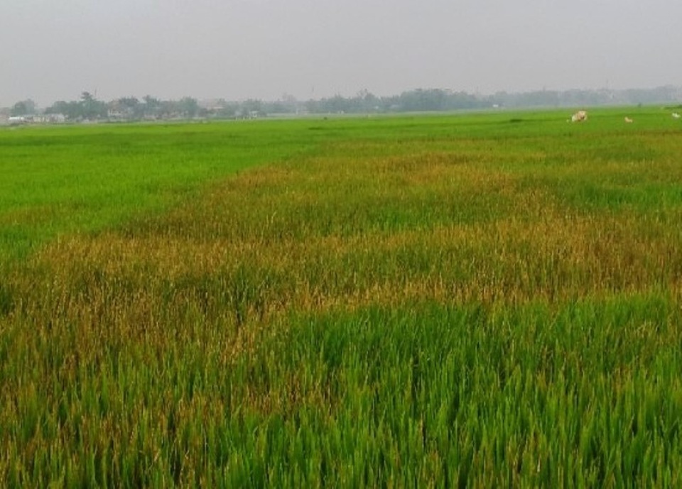 Phun thuốc cỏ cháy vào ruộng lúa để trả thù chuyện mất ví - 1 Ruộng lúa của gia đình chị Nam bị phun thuốc cỏ cháy
