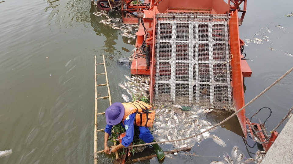 Huy động máy móc vớt hàng tấn cá chết trắng kênh Nhiêu Lộc - Thị Nghè - 7 Huy động máy móc vớt hàng tấn cá chết trắng kênh Nhiêu Lộc - Thị Nghè - 7