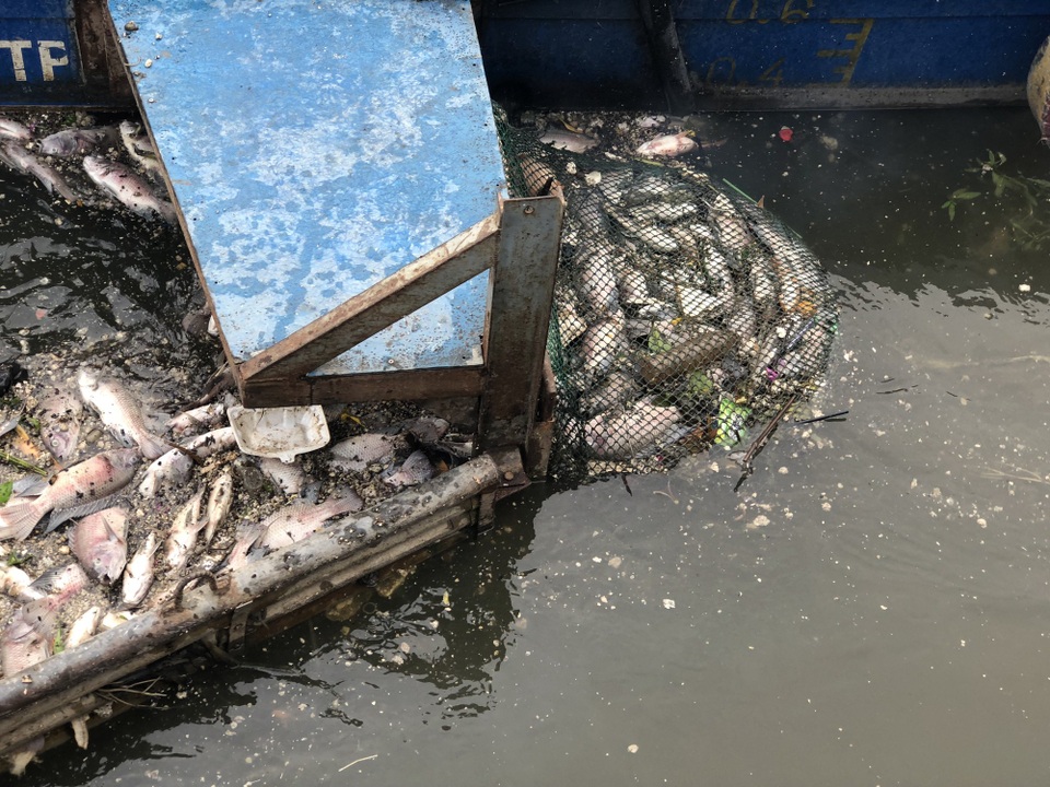 Huy động máy móc vớt hàng tấn cá chết trắng kênh Nhiêu Lộc - Thị Nghè - 9 Huy động máy móc vớt hàng tấn cá chết trắng kênh Nhiêu Lộc - Thị Nghè - 9