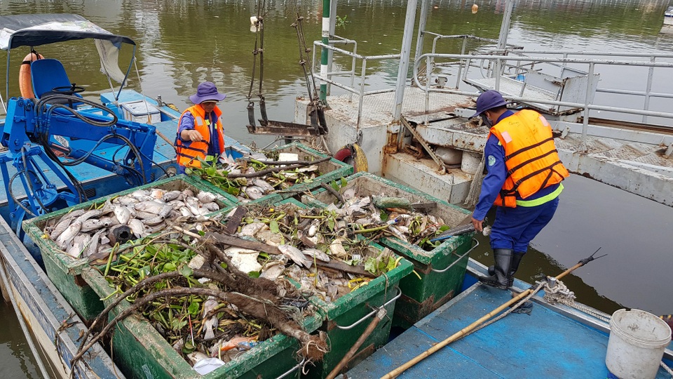 Huy động máy móc vớt hàng tấn cá chết trắng kênh Nhiêu Lộc - Thị Nghè - 10
Cá chết chất đầy những thùng lớn