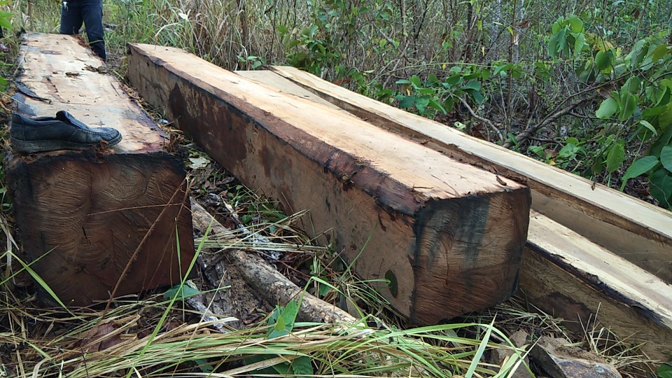 Vụ lâm tặc khai thác gỗ khủng: “Hàng tuần họp đều báo cáo rừng không bị xâm hại” - 1
Hàng chục khối gỗ được lâm tặc xẻ hộp nằm chờ vận chuyển... mà lực lượng chức năng không biết