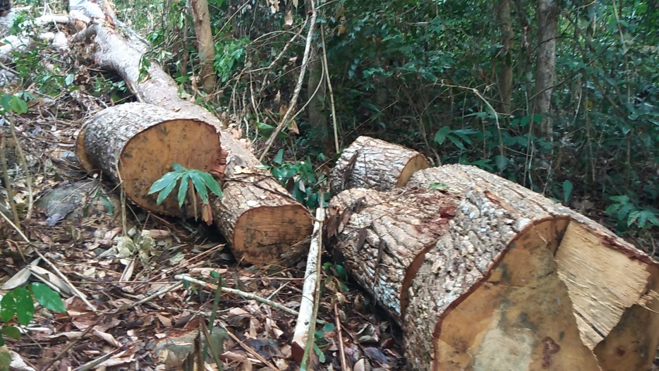 Vụ lâm tặc khai thác gỗ khủng: “Hàng tuần họp đều báo cáo rừng không bị xâm hại” - 2 Gỗ được cắt nằm ngổn ngang trong rừng