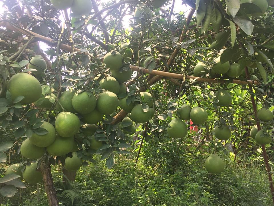 Hè đến rủ nhau về Đồng Nai ghé thăm làng bưởi xanh mướt mát - 1 Hè đến rủ nhau về Đồng Nai ghé thăm làng bưởi xanh mướt mát - 1