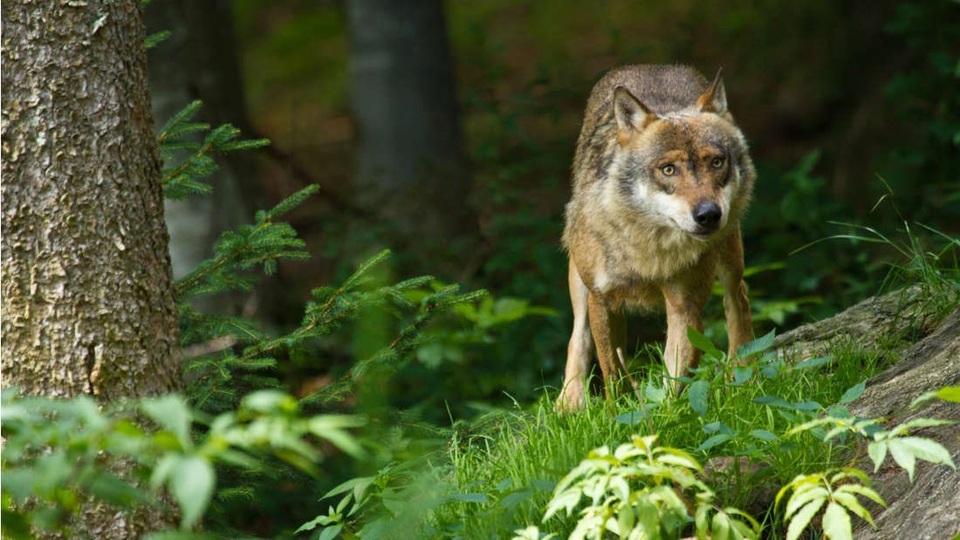 Con sói cái hoang duy nhất ở Đan Mạch trong 200 năm bị bắn chết - 1