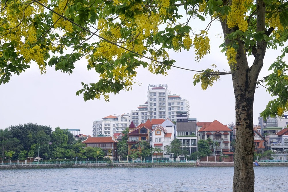 Hoa muồng hoàng yến nhuộm vàng con đường ven hồ Hà Nội - 10