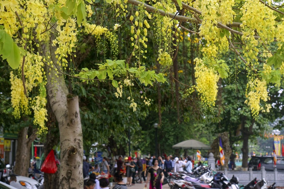Hoa muồng hoàng yến nhuộm vàng con đường ven hồ Hà Nội - 11