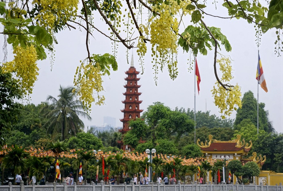 Hoa muồng nở bên chùa Trấn Quốc.