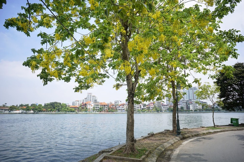 Hoa muồng hoàng yến nhuộm vàng con đường ven hồ Hà Nội - 13