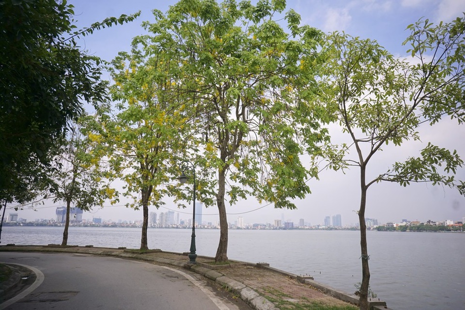 Hoa muồng hoàng yến nhuộm vàng con đường ven hồ Hà Nội - 14