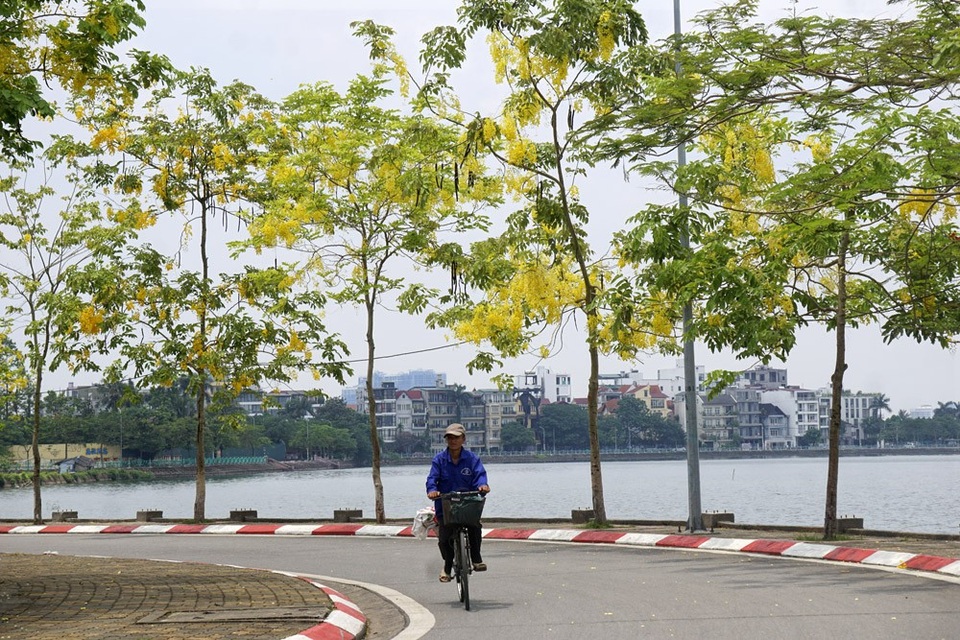 
Hồ Tây là nơi trồng khá nhiều muồng, có chỗ có cả chục cây đang nở hoa vàng rực.
