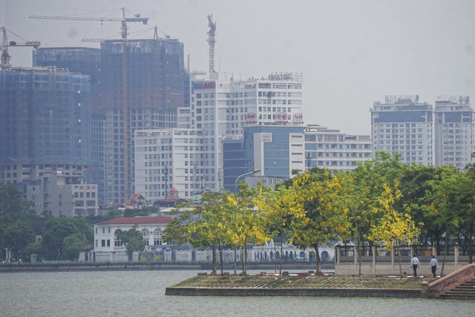 
Ở Việt Nam, muồng (có nơi gọi là cây bọ cạp nước) mọc hoang dại trong rừng thưa ở các tỉnh Tây Nguyên như Gia Lai, Kon Tum, Đắk Lắk, Đắk Nông. Cây cũng còn được trồng nhiều ở đô thị như Nha Trang, Đà Lạt, Đà Nẵng, Sài Gòn...
