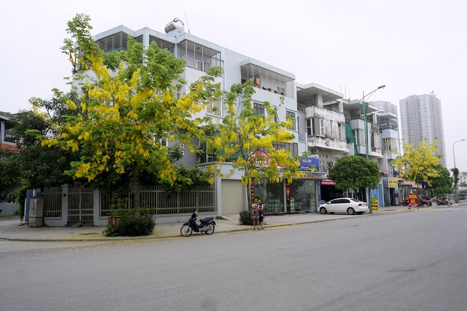 Một vài khu đô thị ở Hà Nội cũng được trồng khá nhiều muồng, đến mùa hoa nở trông rất đẹp mắt.