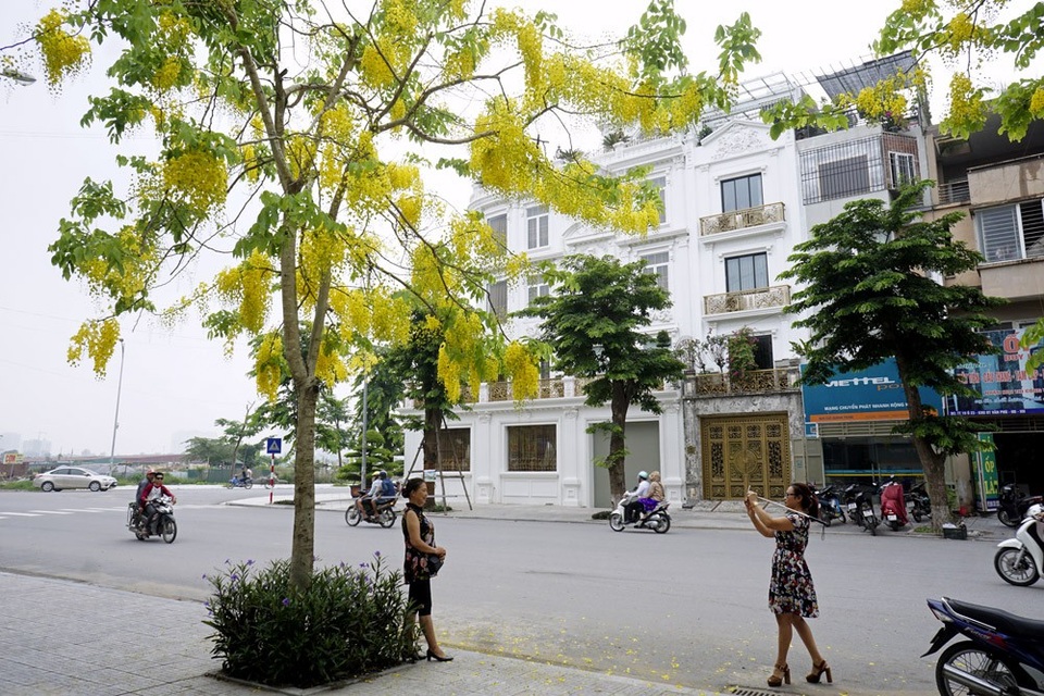 Người dân thích thú với hoa muồng.