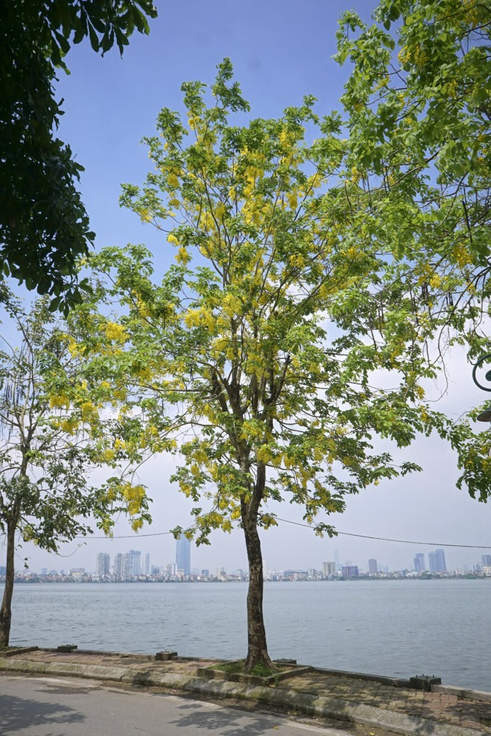 Hoa muồng hoàng yến nhuộm vàng con đường ven hồ Hà Nội - 7