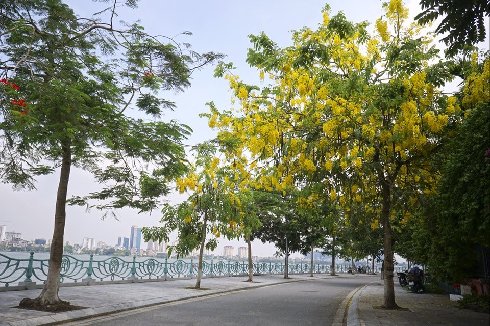 Hoa muồng hoàng yến nhuộm vàng con đường ven hồ Hà Nội - 8