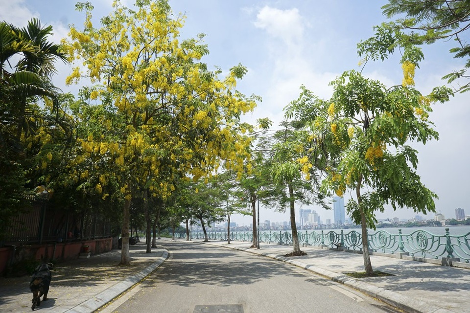 Hoa muồng hoàng yến nhuộm vàng con đường ven hồ Hà Nội - 9