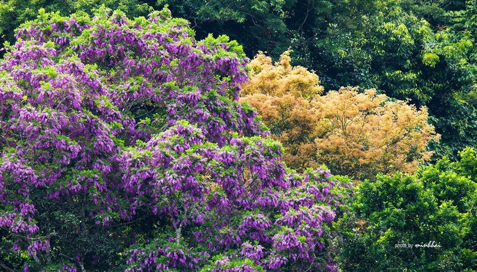 Sơn Trà mơ màng mùa hoa tím - 1 Một góc Sơn Trà bừng sáng với màu hoa tím