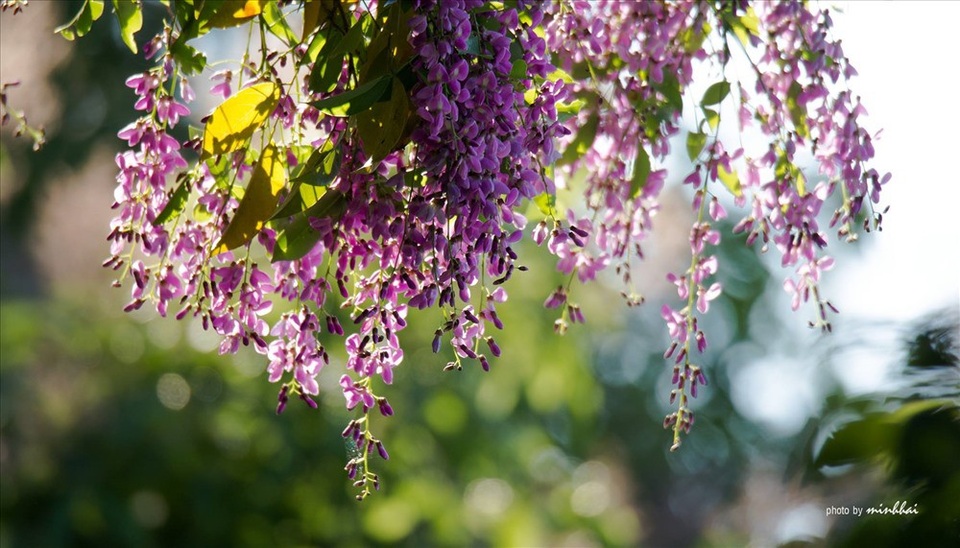 Sơn Trà mơ màng mùa hoa tím - 2 Hoa nở vào tháng 5 hàng năm thu hút hàng trăm du khách đến với Sơn Trà