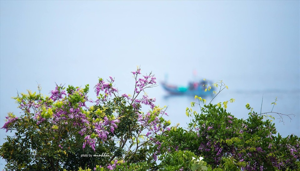 Sơn Trà mơ màng mùa hoa tím - 3 Sắc hoa tím thàn mát.