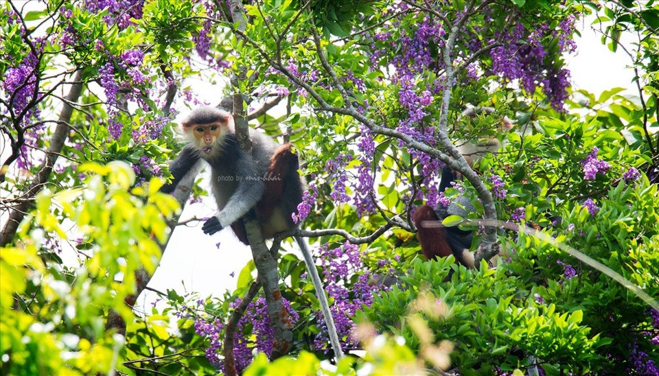 Sơn Trà mơ màng mùa hoa tím - 4 Đẹp chi bằng hình ảnh chú voọc - nữ hoàng linh trưởng đu trên những cành hoa tím