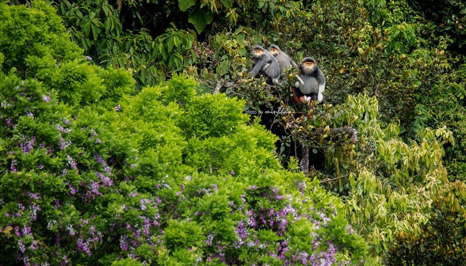 Sơn Trà mơ màng mùa hoa tím - 6 Qua những bức ảnh, anh Phan Minh Hải mong muốn cộng đồng sẽ chung tay bảo vệ hòn ngọc Sơn Trà