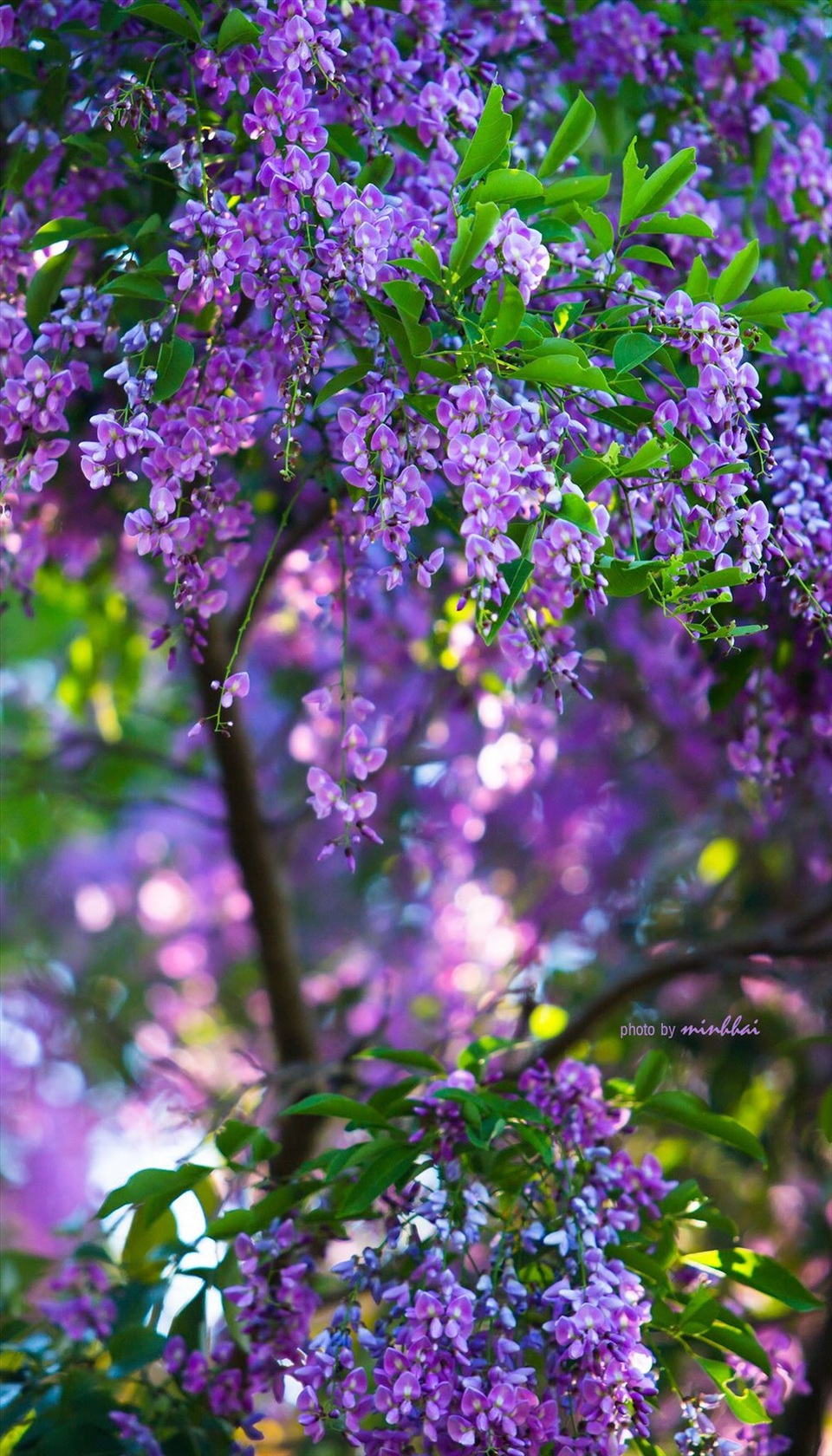 Sơn Trà mơ màng mùa hoa tím - 7 Màu hoa tím đầy hoang dại, cũng đẹp mơ màng