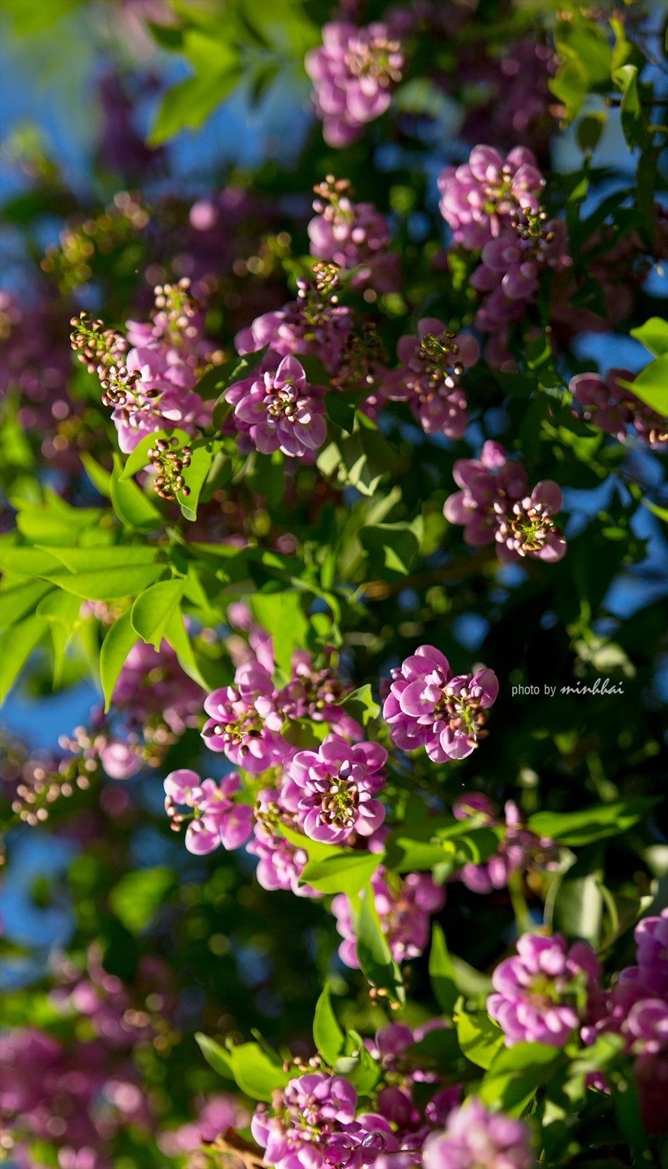 Sơn Trà mơ màng mùa hoa tím - 8 Sơn Trà mơ màng mùa hoa tím - 8