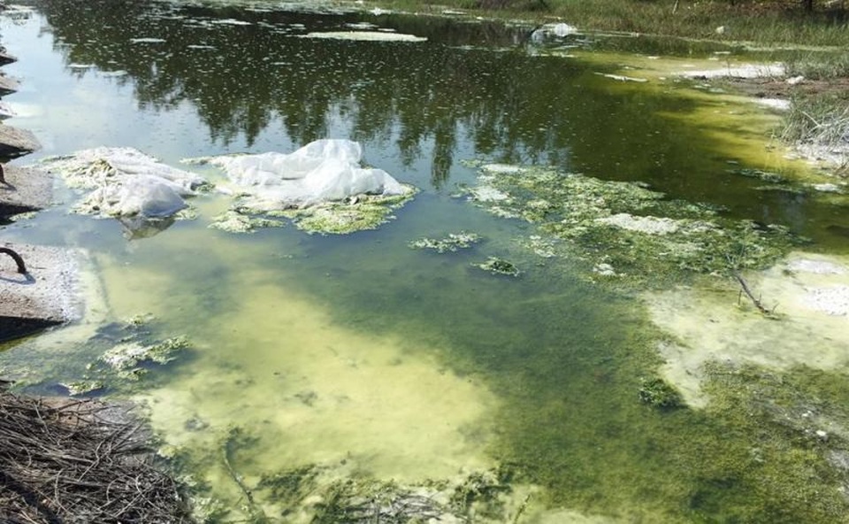 Kinh hãi dòng nước đen ngòm từ hồ tôm xả thẳng ra biển - 6 Để đối phó, phía chủ hồ tôm cho rải một ít vôi bột vào dòng mương nước như thế này
