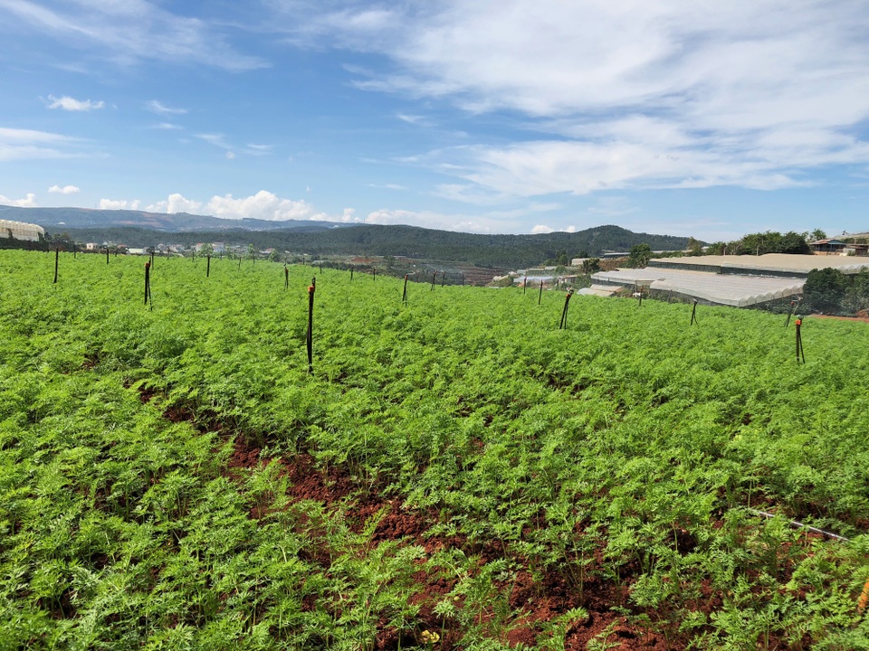 9x chế tạo hệ thống tưới rau… bằng điện thoại - 3 Có hệ thống tưới tự động này sẽ tiết kiệm chi phí nhân công lao động, đồng thời nâng cao chất lượng nông sản...