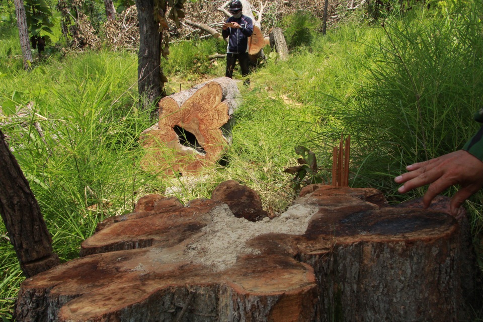 Rừng phòng hộ bị chặt phá không thương tiếc