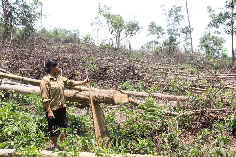 Vụ một thửa đất giao hai chủ hộ ở Hà Tĩnh: Huyện, xã đã làm tròn trách nhiệm? - 1 Bà Chiến bên vườn keo bị ông Thiết chặt phá