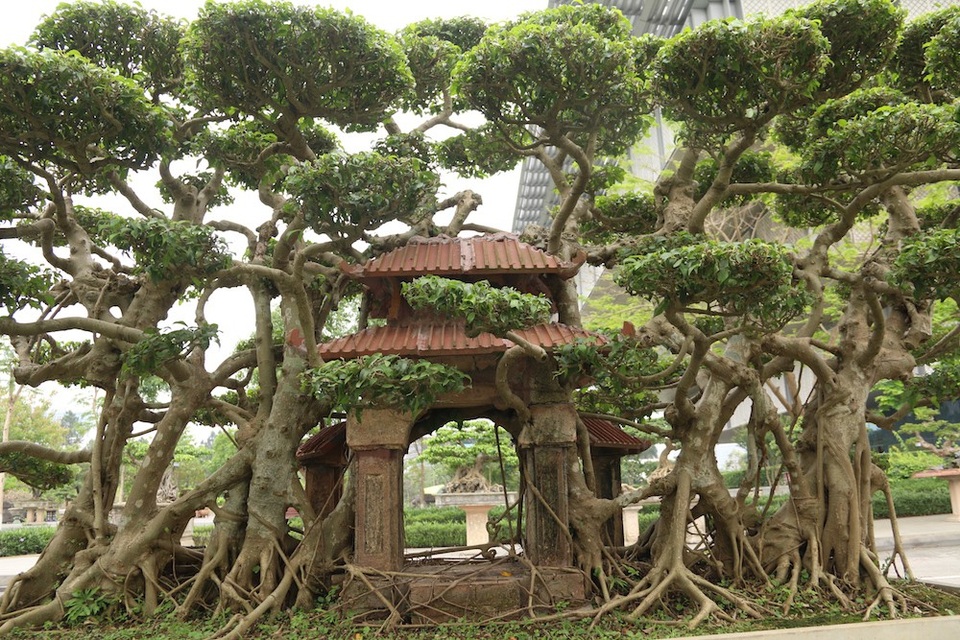 Chiêm ngưỡng kiệt tác sanh cổ có bộ rễ "khủng" được trả giá 1 tỷ đồng - 5 Cây sanh “Phố cổ Hà Nội” này khoảng 60 tán và hàng chục chiếc rễ mọc đâm xuống đất, với thế rất vững chãi